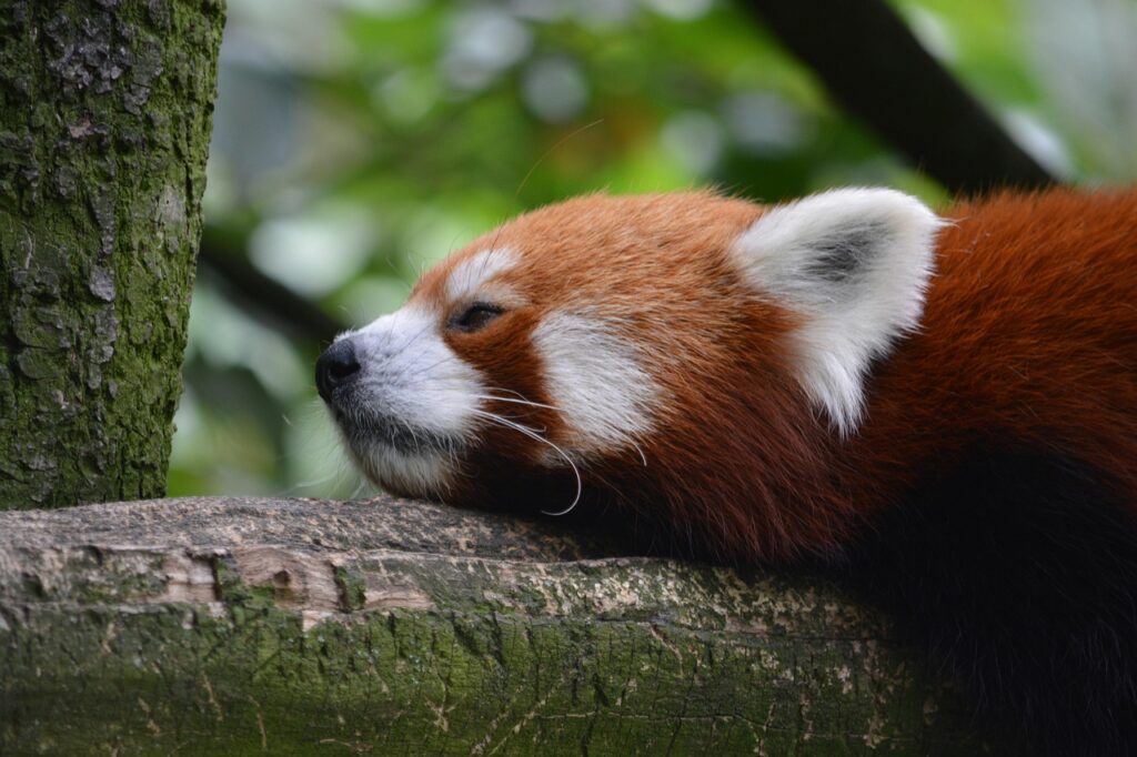 熱中症対策としてママが運動会の暑さを乗り切る方法は？