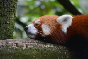 熱中症対策としてママが運動会の暑さを乗り切る方法は？