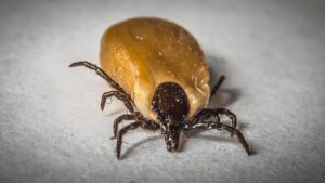 海水浴で子供の熱中症を防ぐための対策は？